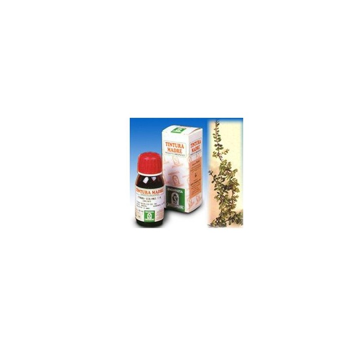 UVA URSINA 30 50ML TM