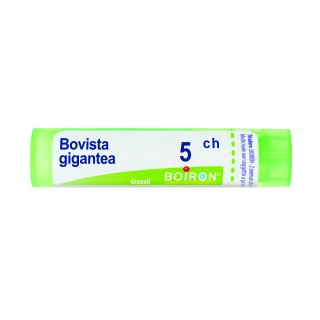 BOVISTA GIGAN BOI*5CH GR 4G