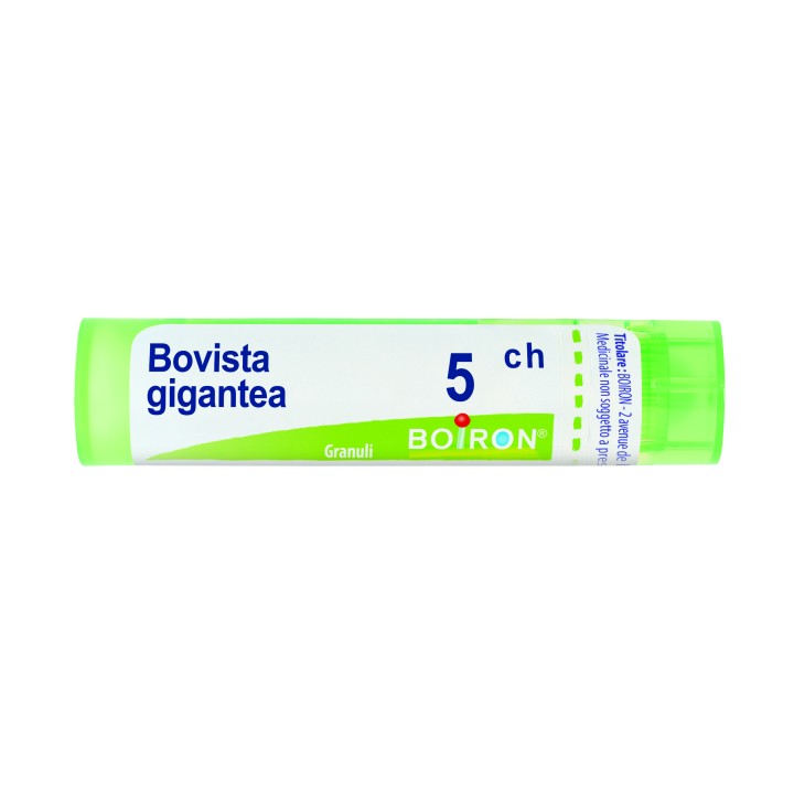 BOVISTA GIGAN BOI*5CH GR 4G