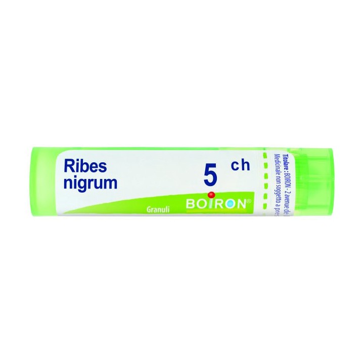 RIBES NIGRUM 5CH GR 4G