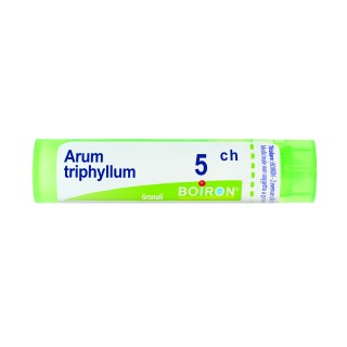 ARUM TRIPHYL BOI*5CH GR 4G