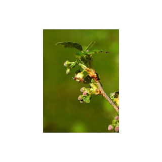 MSA RIBES NIGRUM 50ML