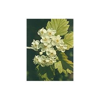 TSA CRATAEGUS OXYCANTHIA 50ML