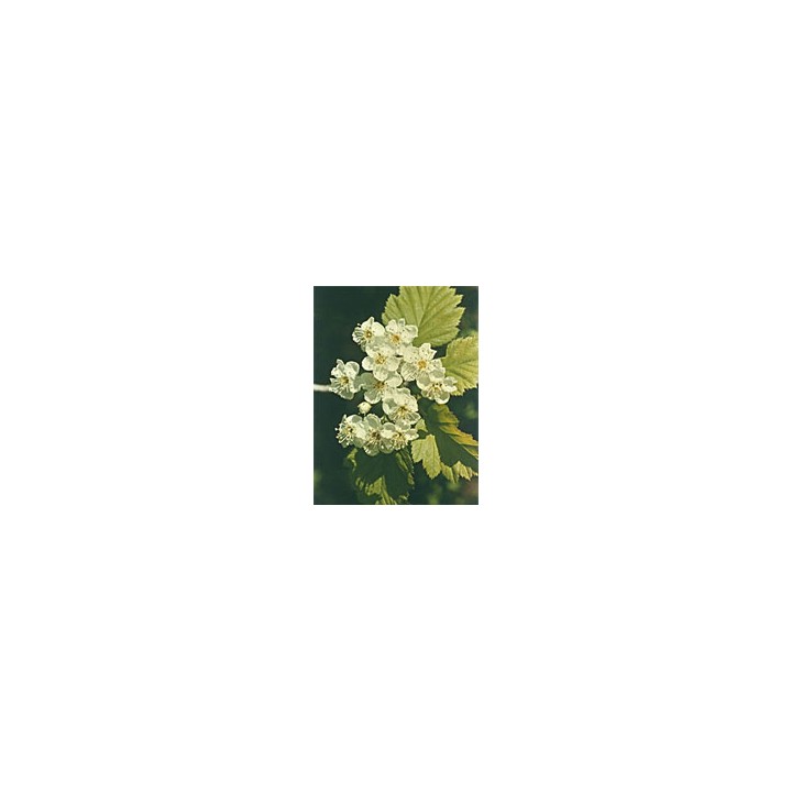 TSA CRATAEGUS OXYCANTHIA 50ML
